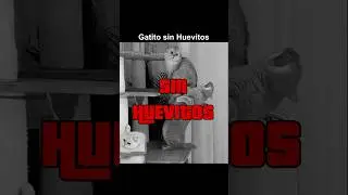 GATITO SIN HUEVITOS