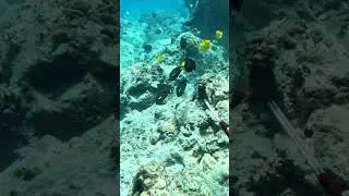 Spearfishing Do's and Don'ts! - Box Breathing - Big Island Hawaii