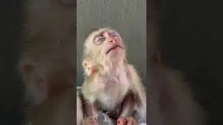 The baby monkey fell asleep.