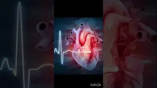 Ek Din Me Heart Kitni Baar Dhadakta Hai? | Heart Beat Facts |#shorts