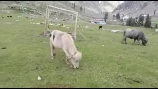 Kumrat valley|| kumrat valley in lockdown