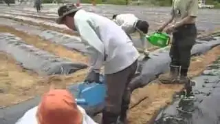 Посадка батата в Японии.