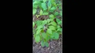 Deer tongue & beauty bush
