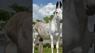 The Pega Donkey  Brazil's Rare Gem