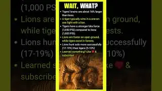 Do lions have a higher solo hunting success rate than tigers?