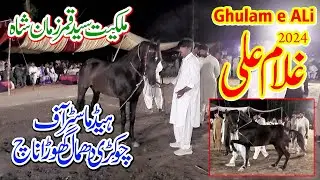 Ghulam e Ali Pakistan Baest l Horse Dance l Moza Koria Arifwala Pakpatan l Syed Qamar Zaman Shah