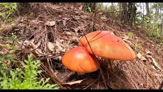 Del bosque a la mesa (los hongos)