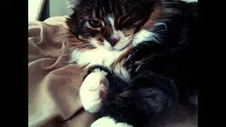 Aqui pra tu &oacute;! #gata #gatos #cat #cats #catsofinstagram #catsrequest #pet #pets #Marie #gatinha #k
