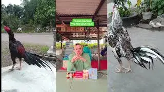 Rekomendasi Pakan harian untuk ayam p*(k)*l yang bagus dari Bang Antony