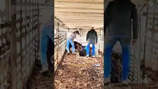 Loading calves into the cattle trailer.  Greener pastures here we come. #calves #cow