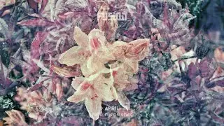 [FREE] Clairo x Cuco Type Beat 
