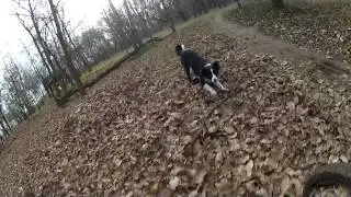 BoarderCollie- cyclocross- Ready2fly