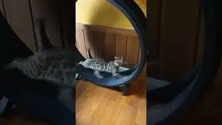 Little shit