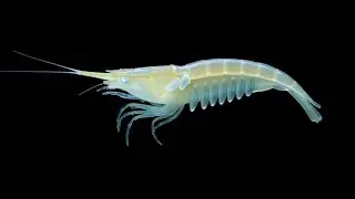 Acanthephyra eximia: A Deep-Sea Shrimp Built for Darkness and Pressure