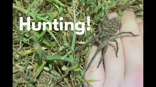 Hunting for wolf spiders! pt.2
