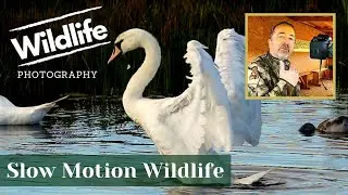 НАСТРОЙКИ ЗАМЕДЛЕННОЙ СЪЁМКИ CANON 5D MK IV || Фотографии дикой природы Великобритании || Summer Leys