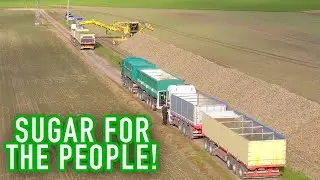 Loading sugarbeet - drone video