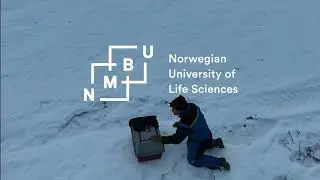 A peek into the mating habits of red foxes in Norway