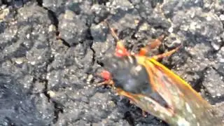 Cicadas EVERYWHERE!