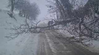 Stablo bagrema palo na cestu &ndash; brza intervencija komunalnog djelatnika