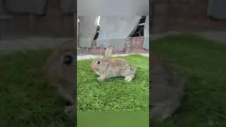 FOX FLEMISH || BABY BUNNY || FOX FLEMISH || F&F