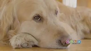 Health benefits to walking the dog