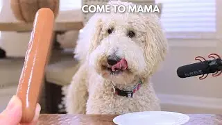 Dog Reviews Food | ASMR TASTE TEST #5