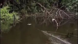 Monster topwater peacock bass on popper fly