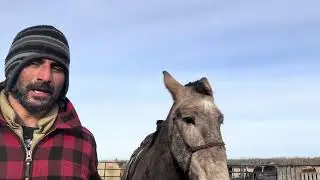 Working Mule - 2