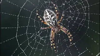 Beautiful Spider Web Build Time-lapse | BBC Earth