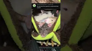 Do My Pet Rats Know Their Names?