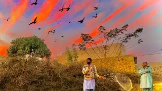 High Speed Kabootar Uraan | Pure Desi Flying Birds