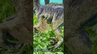 Sabertooth Vs Raptor | Ark survival ascended | Ark Mods | Ark Battles | Gameplay