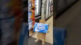 Кот в бегах: ограбление пива 🍺🐾 #кот #смешной #милыйкот