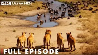 Battle of the Lions: Nature's Brutal Showdown Unfolds