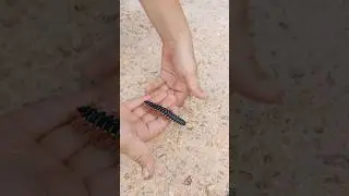 #bug#centipede#touching