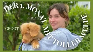 1. Monat mit Groot // Nova-Scotia-Duck-Tolling-Retriever // Welpenerziehung, Hund, Abholung, Toller