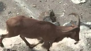 The Barbary sheep (Ammotragus lervia)