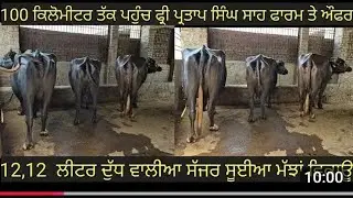 #ਸੱਜਰ ਸੂਈਆ ਮੱਝਾਂ ਵਿਕਾਊ ਜਾਇਜ ਰੇਟ ਵਿਚ 3 animals for sale #best #qulity #top #bufflo #sale #viralvideo 