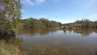 Alligator at Bailey Tract on Sanibel Island