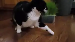 Samsung Galaxy S9 Super Slow-mo cat 960fps video sample