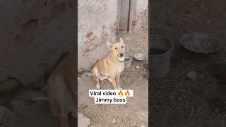 #bollywood #newmusic #love #music #dog #farmlife #funny #cute #pets #puppy #song #shorts #youtube