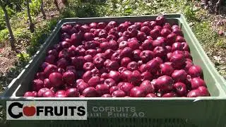 Le mele Red delicious dell'Azienda Lale Demoz