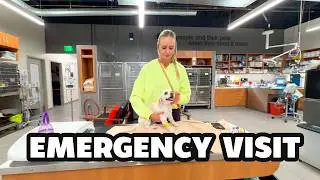 💔 Emergency Vet Visit for Our Dog! This Wasn&rsquo;t the Update We Hoped For! A Scary Night at the ER Vet