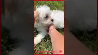 Denning Farms Cavachon Male 2B