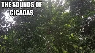 The sounds of cicadas