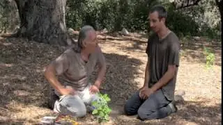 LAMB'S QUARTER: the Wild Quinoa!