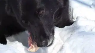 Roxie mange du poulet cru