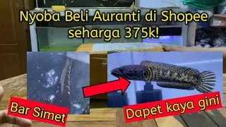 Beli Channa Auranti Di Shopee | Unboxing Channa Auranti