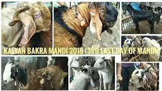 Kalyan Bakra Mandi 2018 (3rd Last Day Of Mandi)